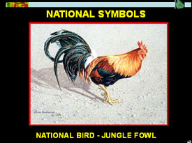 National Symbol foul