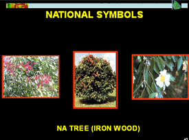 National Symbol Tree
